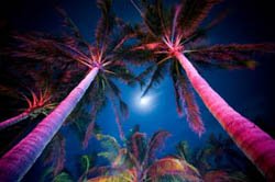 tropical outdoor lighting